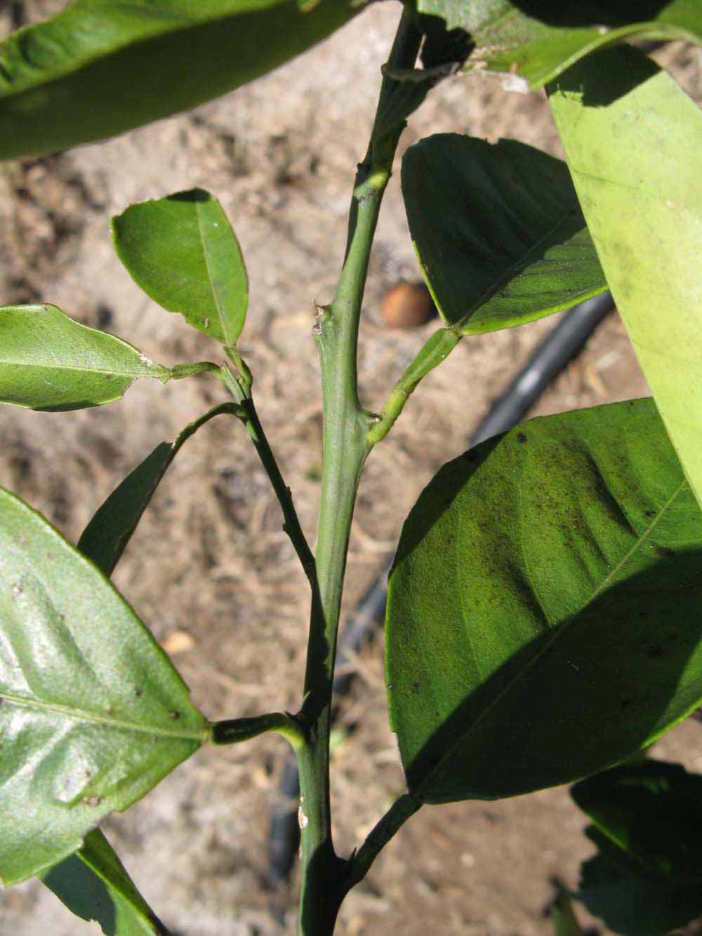              First year twig (Winter Haven, FL)       